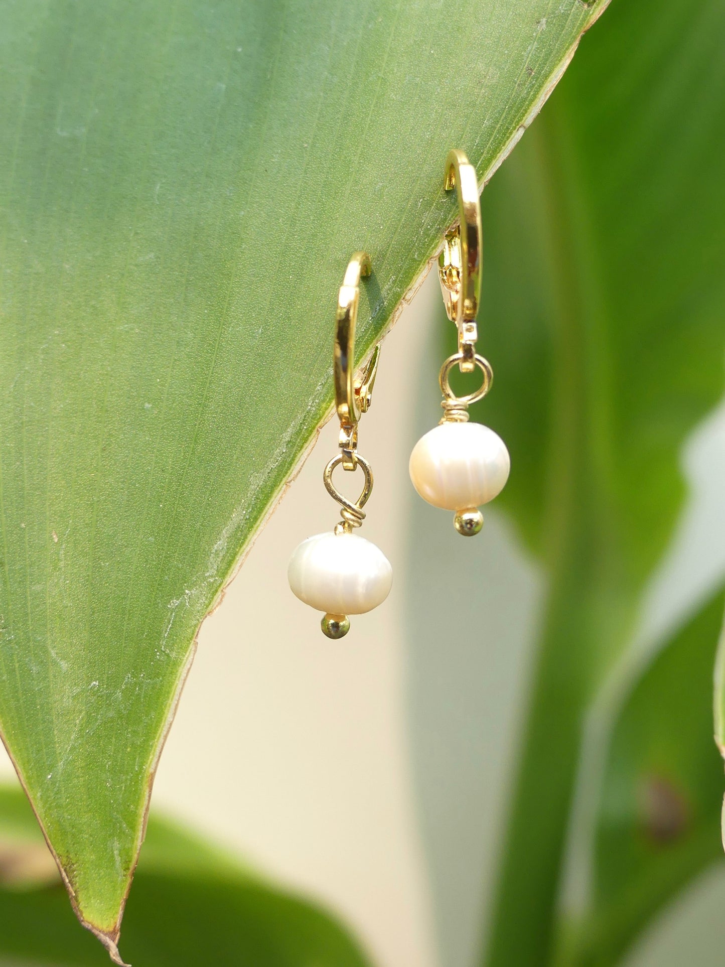 Cove Earrings